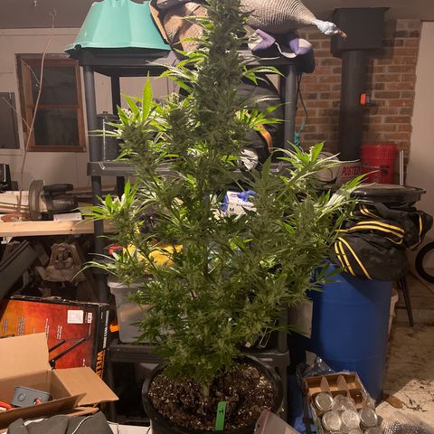 Bruce banger 1 growlog timeline photo