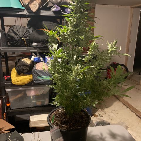 Bruce banger 1 growlog timeline photo