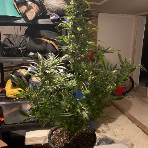 Bruce banger 1 growlog timeline photo