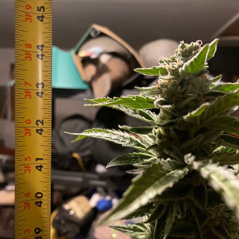 Bruce banger 1 growlog timeline photo