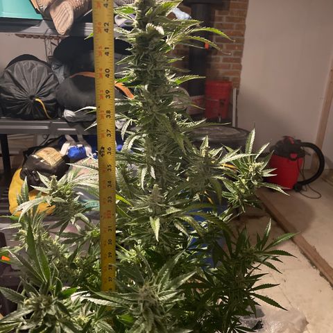 Bruce banger 1 growlog timeline photo