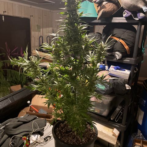 Bruce banger 1 growlog timeline photo