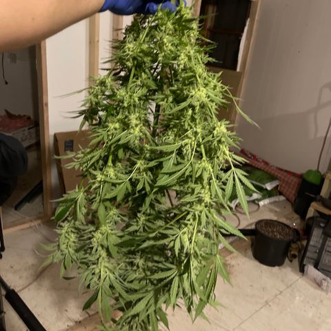 Bruce banger 1 growlog timeline photo