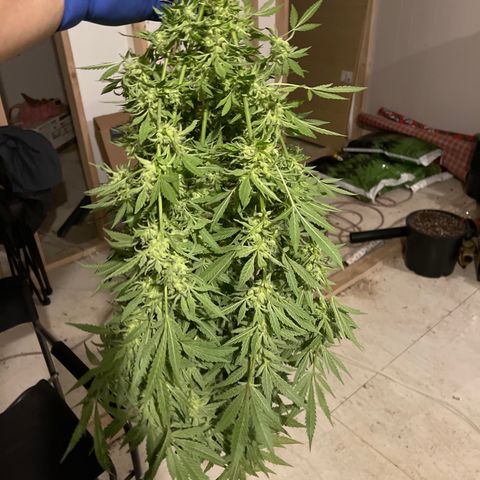 Bruce banger 1 growlog timeline photo