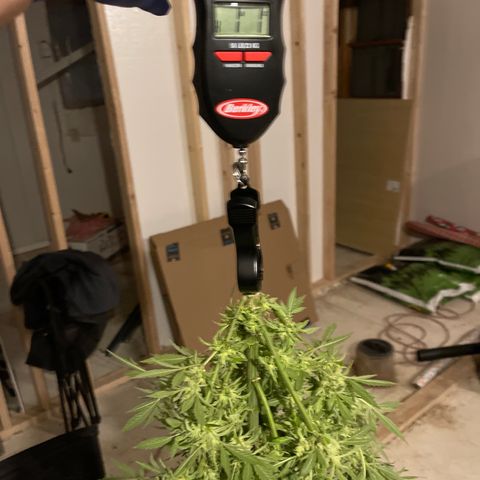Bruce banger 1 growlog timeline photo