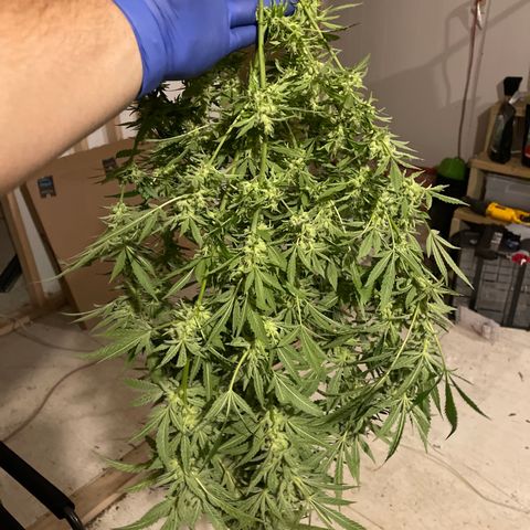 Bruce banger 1 growlog timeline photo