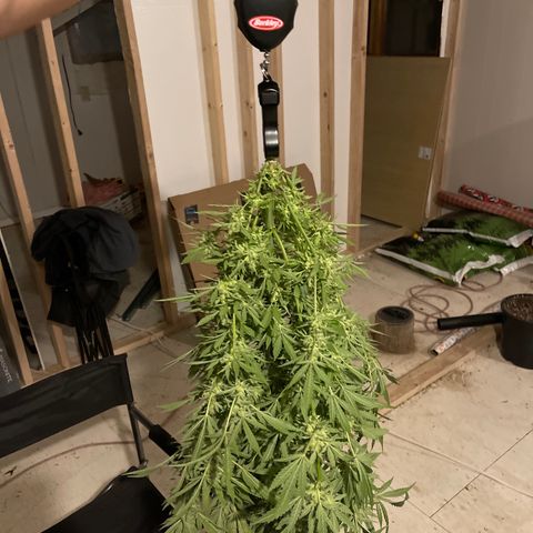 Bruce banger 1 growlog timeline photo