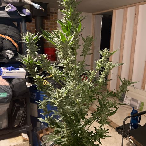 Bruce banger 1 growlog timeline photo