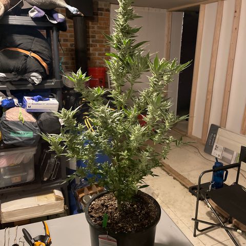 Bruce banger 1 growlog timeline photo