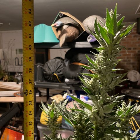 Bruce banger 1 growlog timeline photo