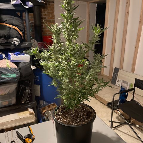 Bruce banger 1 growlog timeline photo