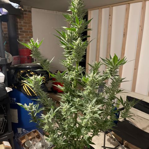 Bruce banger 1 growlog timeline photo
