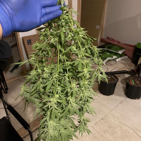 Bruce banger 1 growlog timeline photo