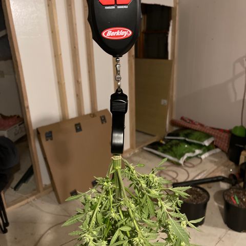 Bruce banger 1 growlog timeline photo