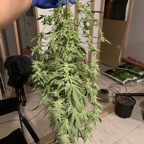 Bruce banger 1 growlog timeline photo