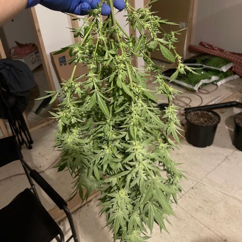Bruce banger 1 growlog timeline photo