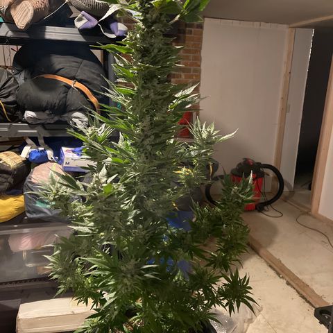 Wedding cake growlog timeline photo