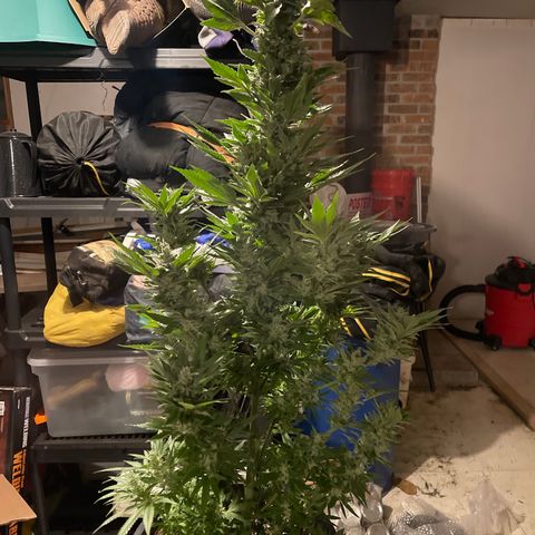 Wedding cake growlog timeline photo