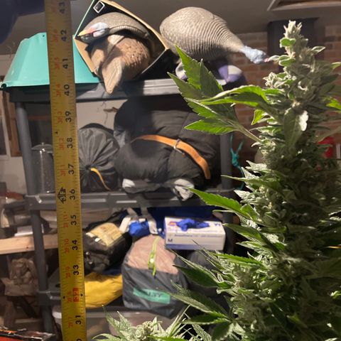 Wedding cake growlog timeline photo