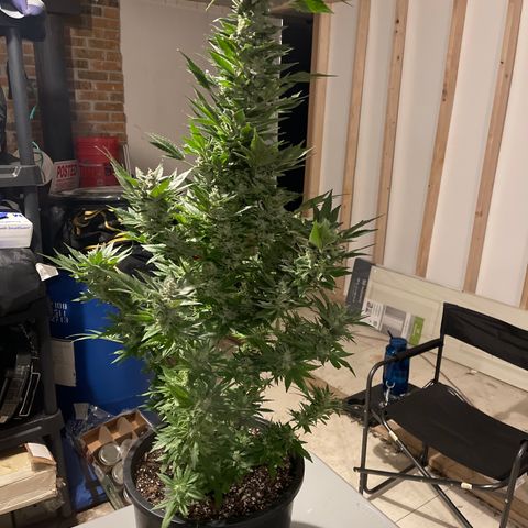 Wedding cake growlog timeline photo