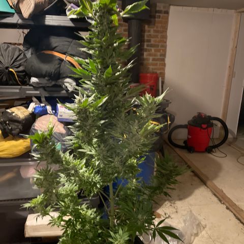 Wedding cake growlog timeline photo