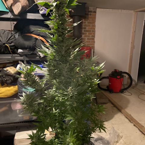 Wedding cake growlog timeline photo