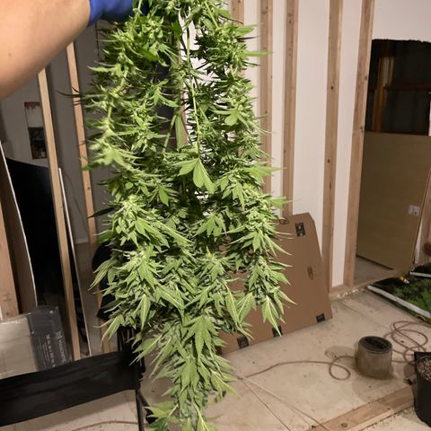 Wedding cake growlog timeline photo