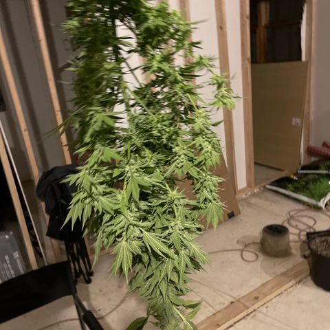 Wedding cake growlog timeline photo