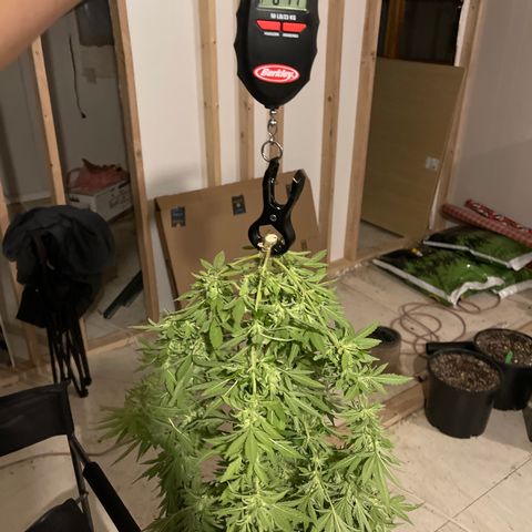 Wedding cake growlog timeline photo