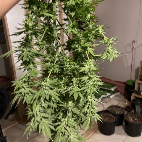 Wedding cake growlog timeline photo
