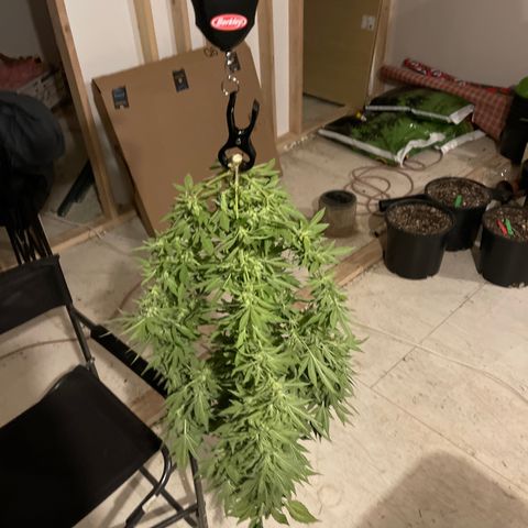 Wedding cake growlog timeline photo
