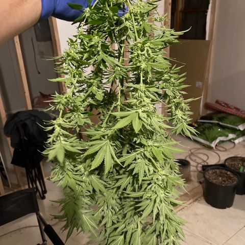 Wedding cake growlog timeline photo