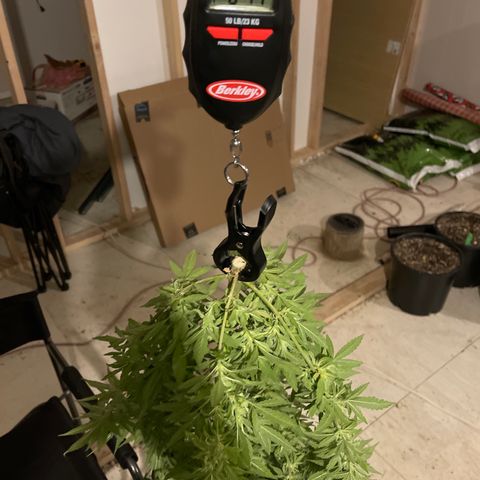Wedding cake growlog timeline photo