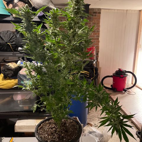 Bruce banger 3 growlog timeline photo