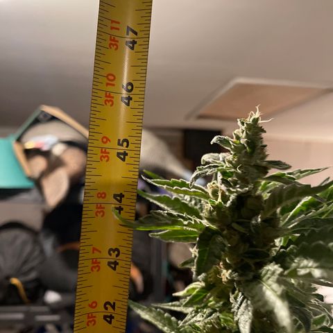 Bruce banger 3 growlog timeline photo