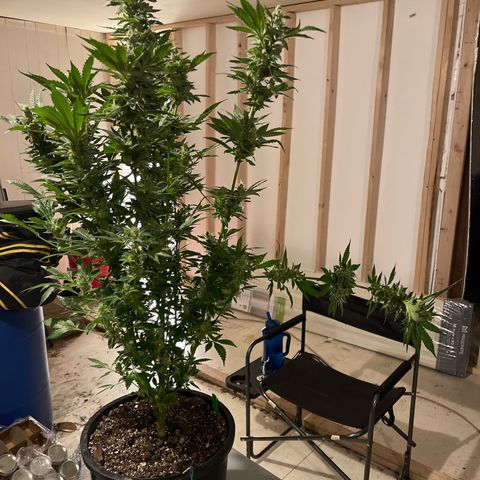 Bruce banger 3 growlog timeline photo