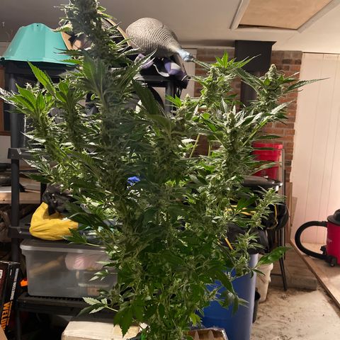 Bruce banger 3 growlog timeline photo