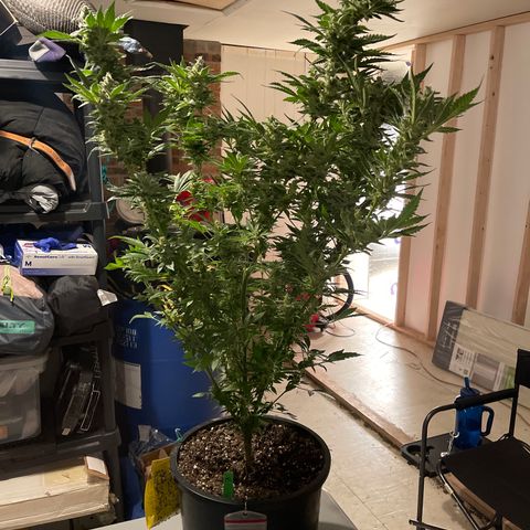 Bruce banger 3 growlog timeline photo
