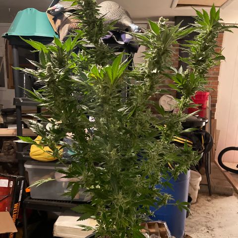 Bruce banger 3 growlog timeline photo