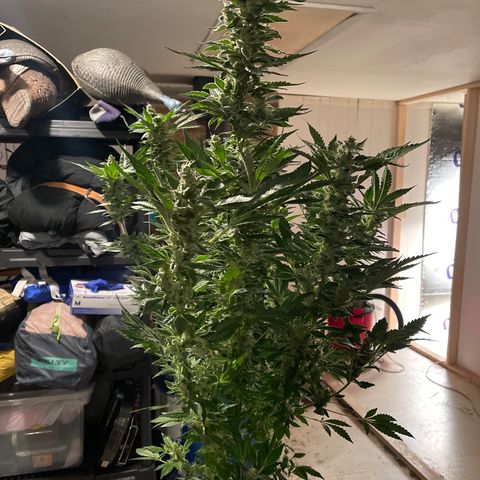 Bruce banger 3 growlog timeline photo