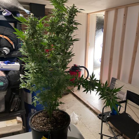 Bruce banger 3 growlog timeline photo