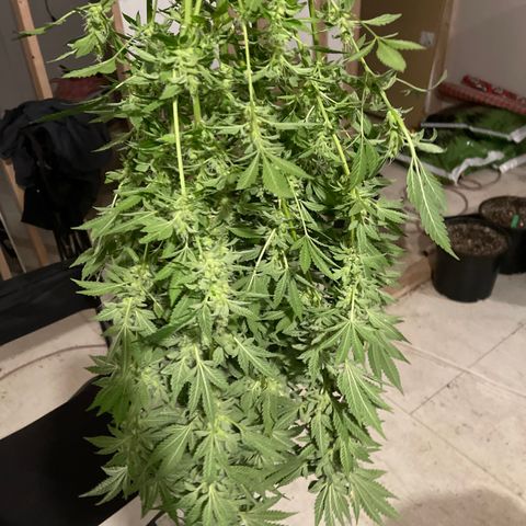 Bruce banger 3 growlog timeline photo