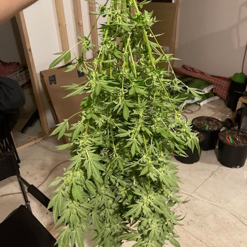Bruce banger 3 growlog timeline photo