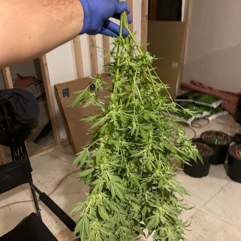 Bruce banger 3 growlog timeline photo