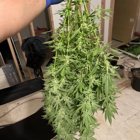 Bruce banger 3 growlog timeline photo
