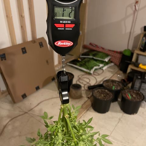 Bruce banger 3 growlog timeline photo