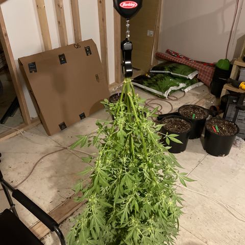 Bruce banger 3 growlog timeline photo