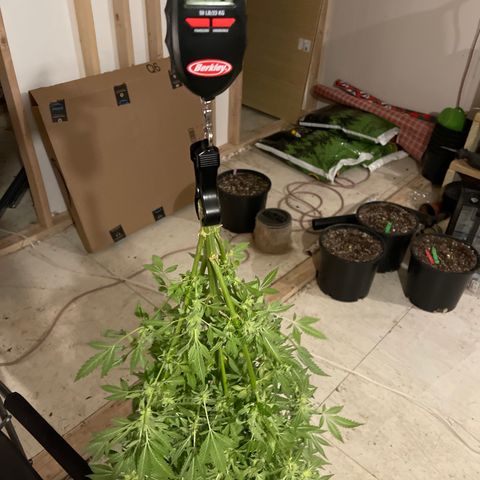 Bruce banger 3 growlog timeline photo