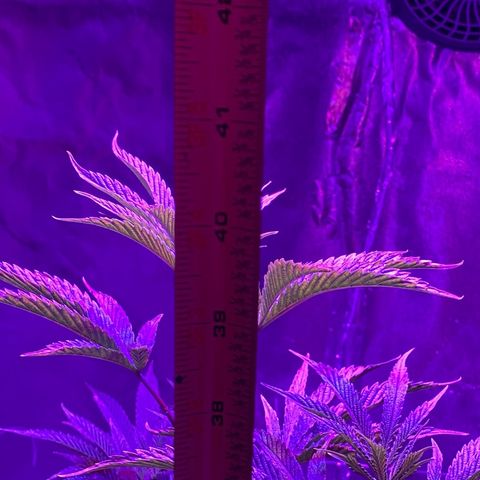 Jodi growlog photo: Day 2_Flowering