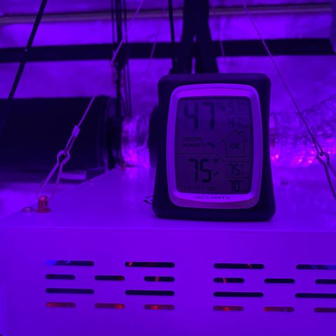 Jodi growlog photo: C02 placement